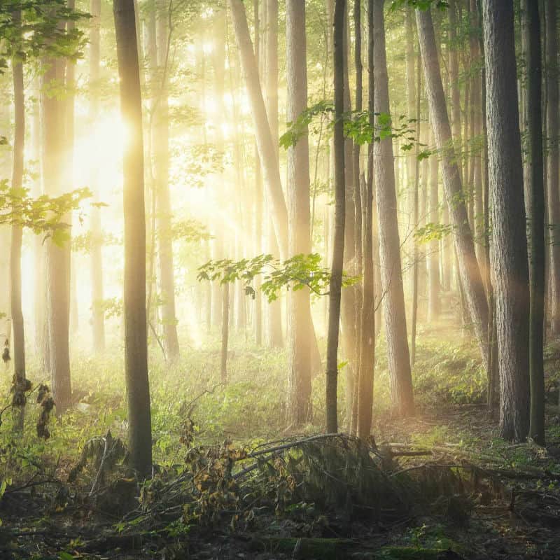Ein lichtdurchfluteter Wald.