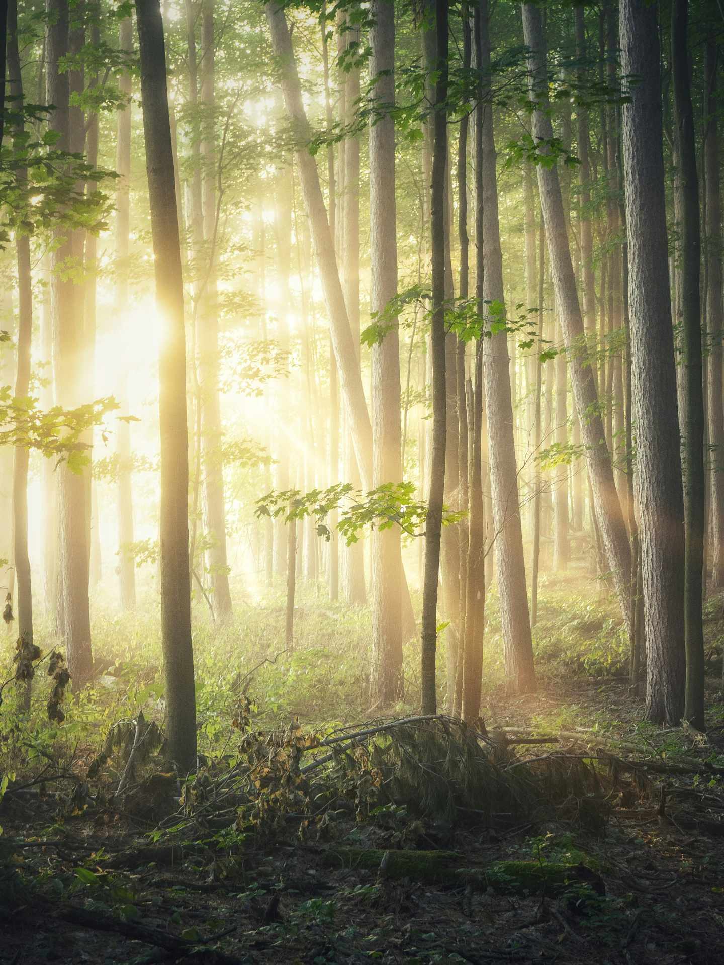 Ein lichtdurchfluteter Wald.